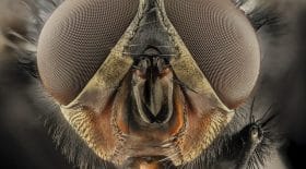 mouche