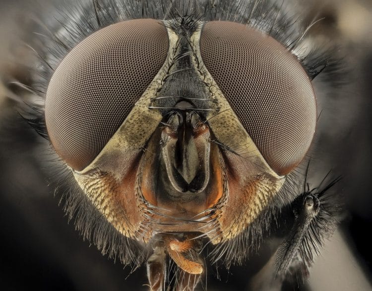 Pourquoi est-il (presque) impossible d'attraper une mouche avec la main