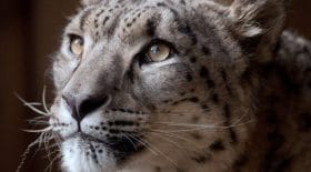 Panthère des neiges abattue dans un zoo