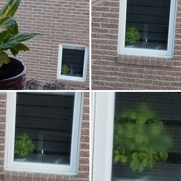 plante fenêtre
