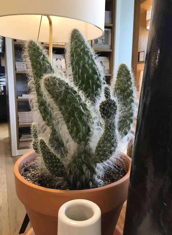 cactus doigt