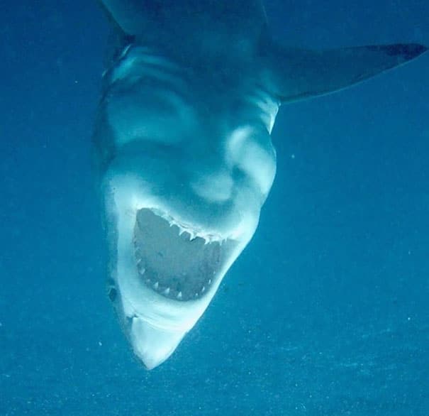 requin rire