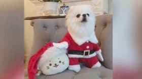 Ce petit chien connait les chants de Noel