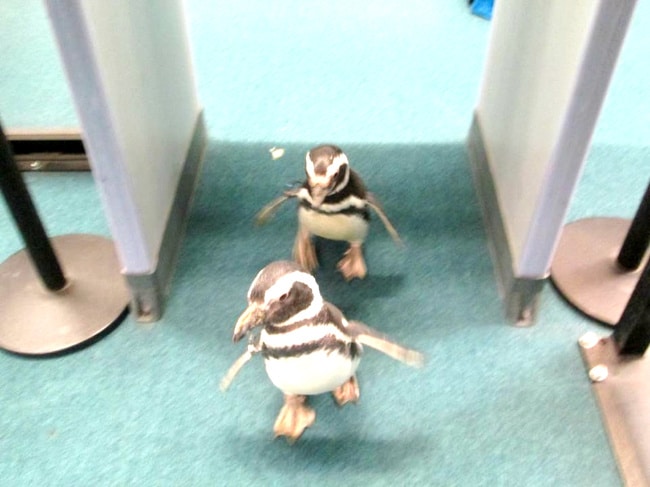 pingouins à l'aéroport