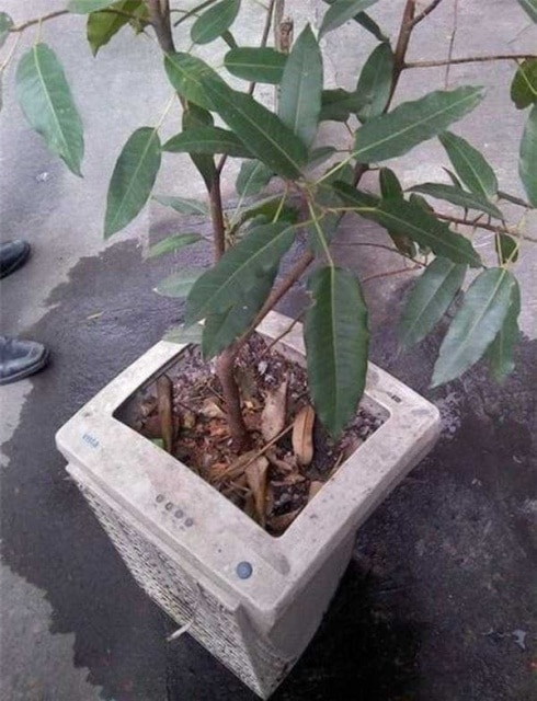 plante tele pot