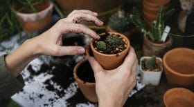 plantes