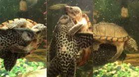 Un poisson et une tortue en rodeo