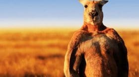 roger-le-kangourou-mort-australie-musclé