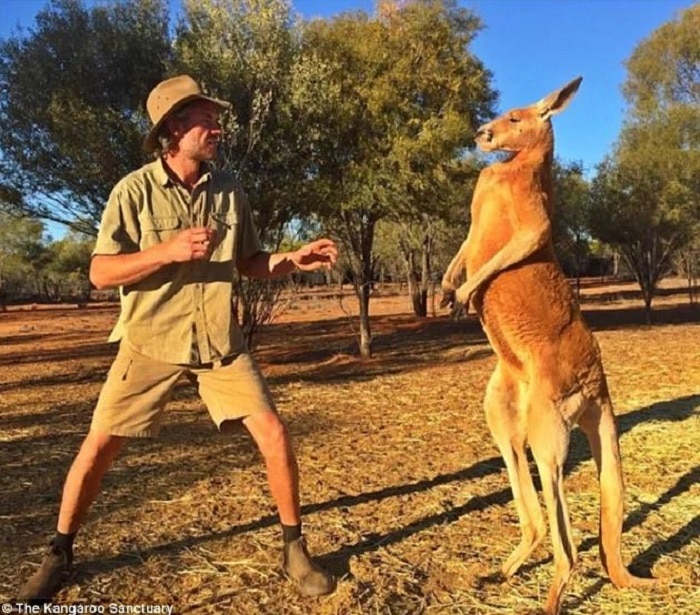 roger-le-kangourou-mort-australie-musclé