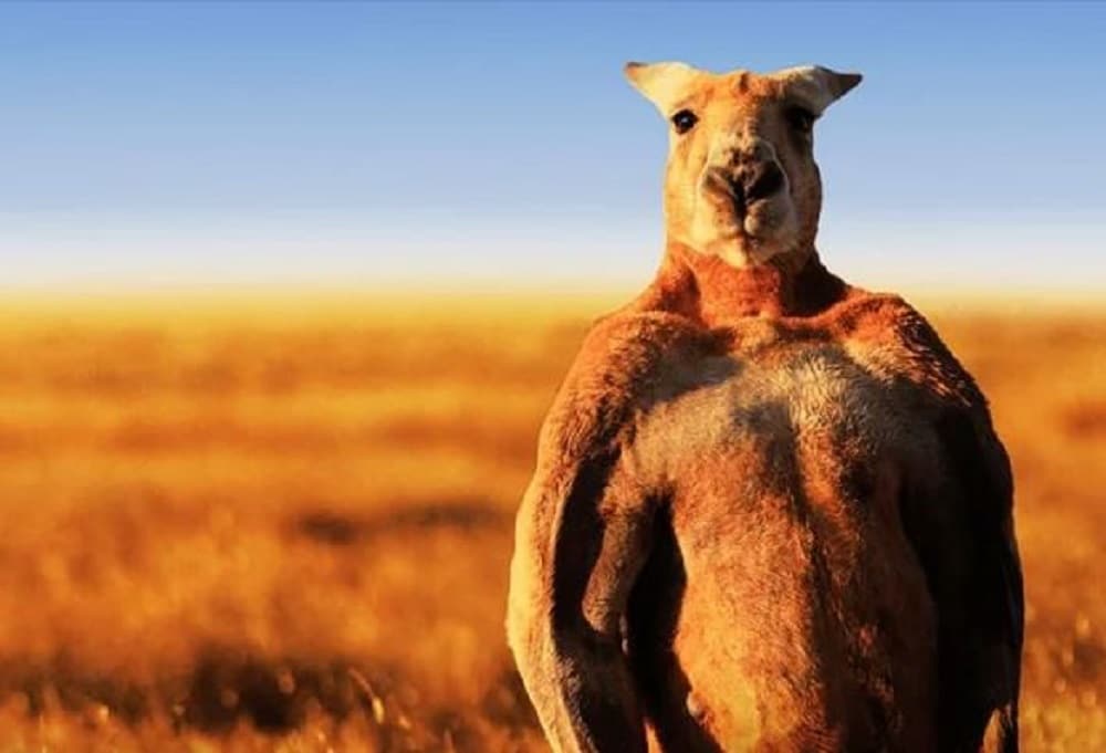 Roger Le Kangourou Australien Bodybuilde Est Mort