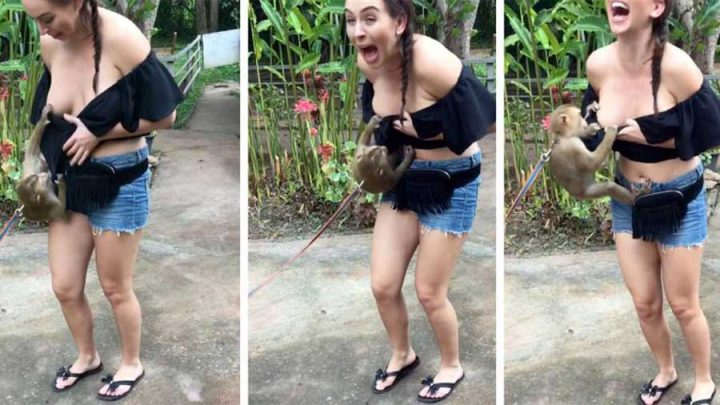 singe déshabille une touriste montre poitrine