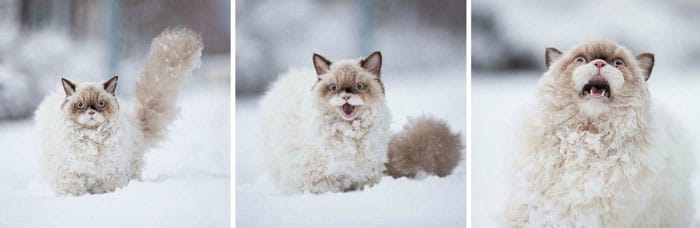 chat-neige