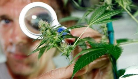 Le cannabis thérapeutique bientôt possible en France ?