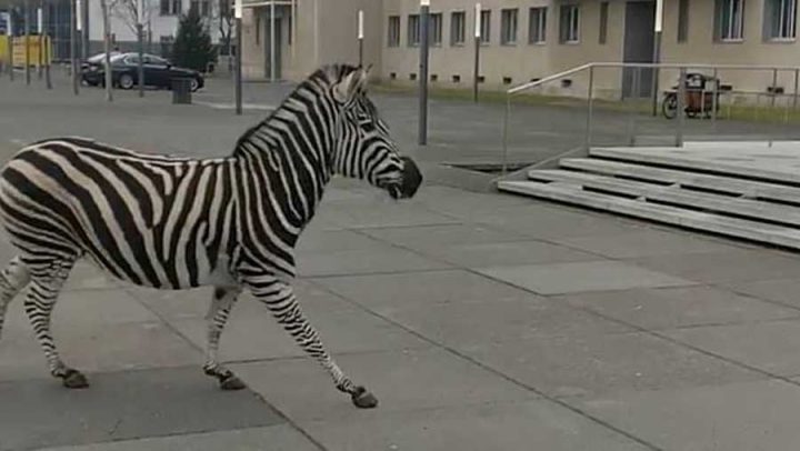 zèbre court dans la ville