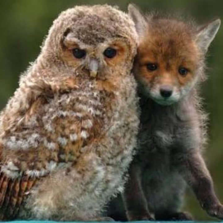 animaux jumeaux