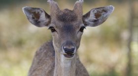 biche