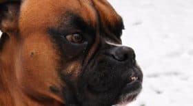 L'horreur découverte par les propriétaires d'une chienne Boxer