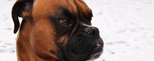 L'horreur découverte par les propriétaires d'une chienne Boxer