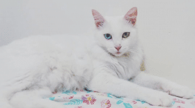 chat