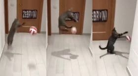 Chat gardien de but