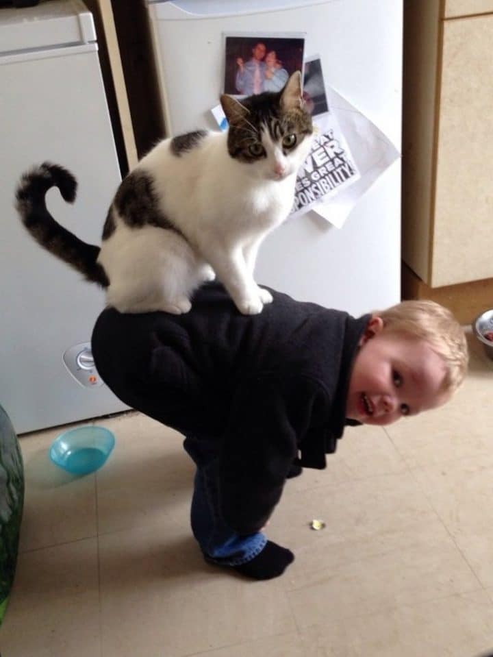 chat enfant acrobatie