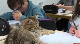 Des chats en compagnie des élèves durant leurs heures de cours