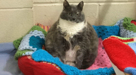 chat-refuge-quatrième-fois-adoption
