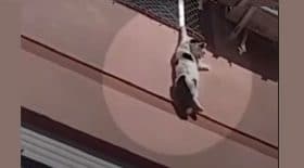 chat-sauvetage-vide-suspendu-grillage