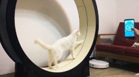 chat-tapis-course-sport