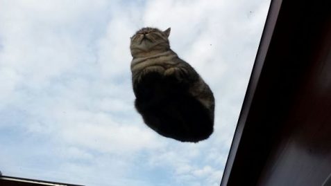 chat sur vitre