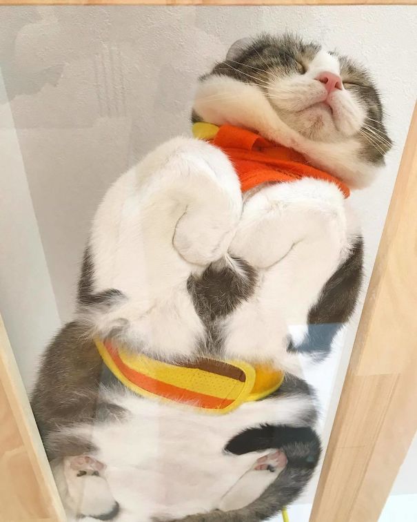 Les photos de ces chats assis sur des tables en verre vont vous surprendre