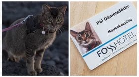 chat employé hotel