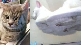 Chats
