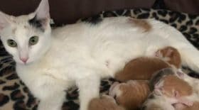 chatte-errante-bébé-molly