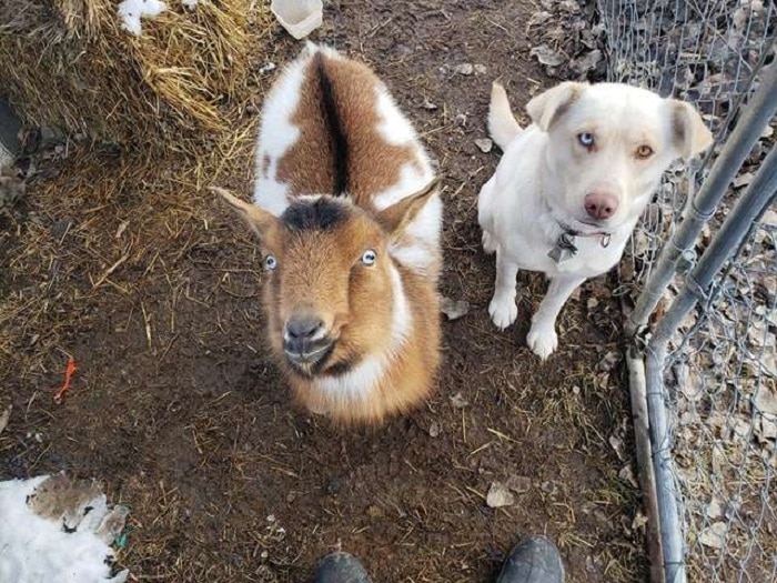 chien-bo-escapade-compagnons-chèvre