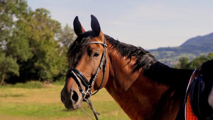 cheval-enlisé-vase-sauvetage