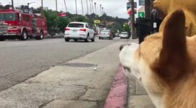 Chien