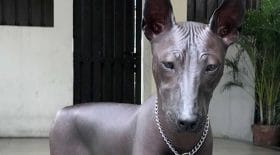 xoto chien sans poils statue