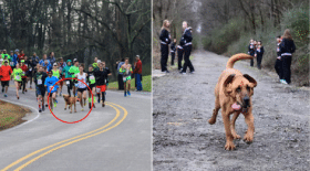 chien-semi-marathon-gagne