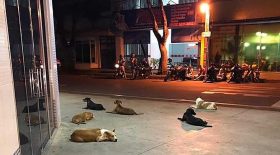 chiens devant hôpital