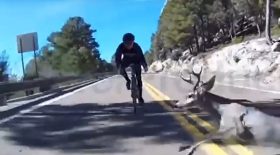 Chute-velo-cerf