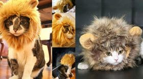 criniere lion chat