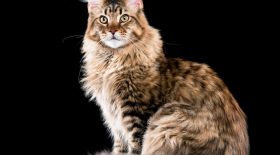 Une pension pour animaux se trompe en rendant un chat