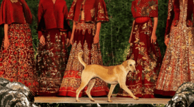 chien defile mode