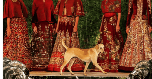 Un chien errant participe à un défilé de mode