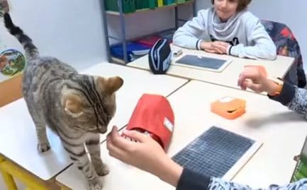 Des chats en classe pour le bonheur des élèves