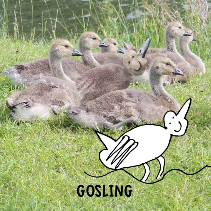 dessins-pere-fils-animaux