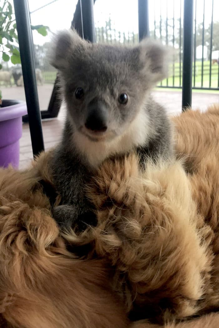 chien-koala
