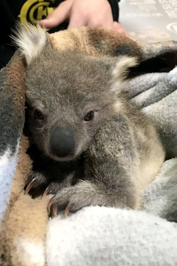 chien-koala