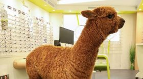 lama